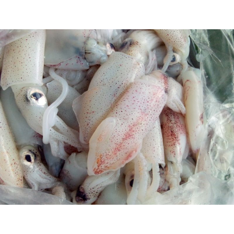

Cumi segar 500 gr