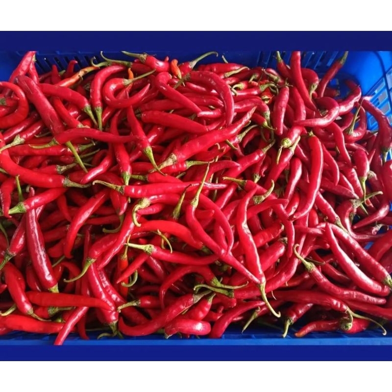 

Cabe Merah Keriting 250gr