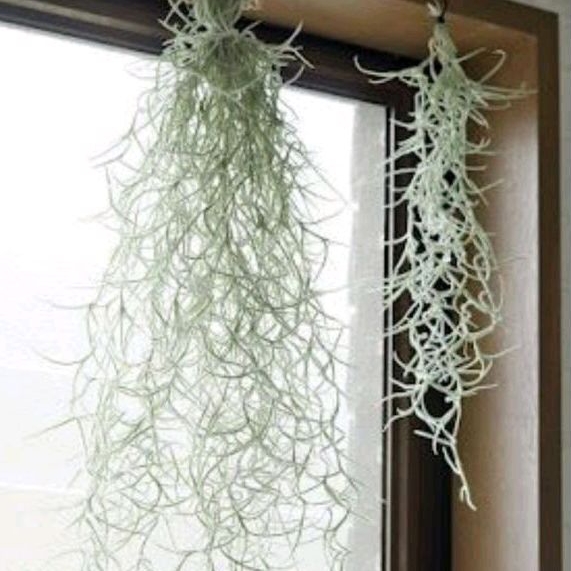 Janggut dewa janggut musa tanaman udara