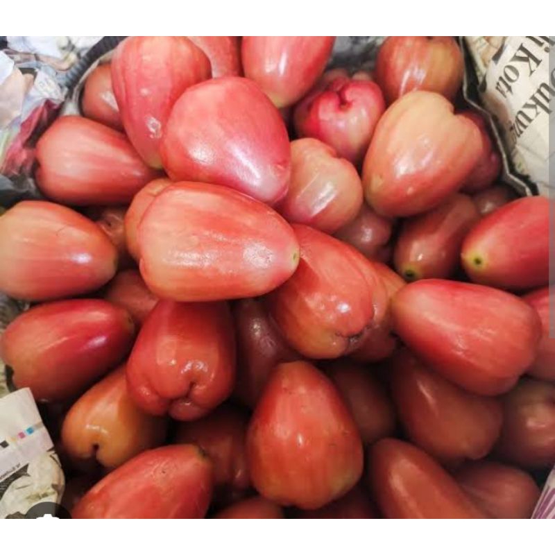 

JAMBU AIR MERAH 500 GR SAYUR SEGAR PALEMBANG