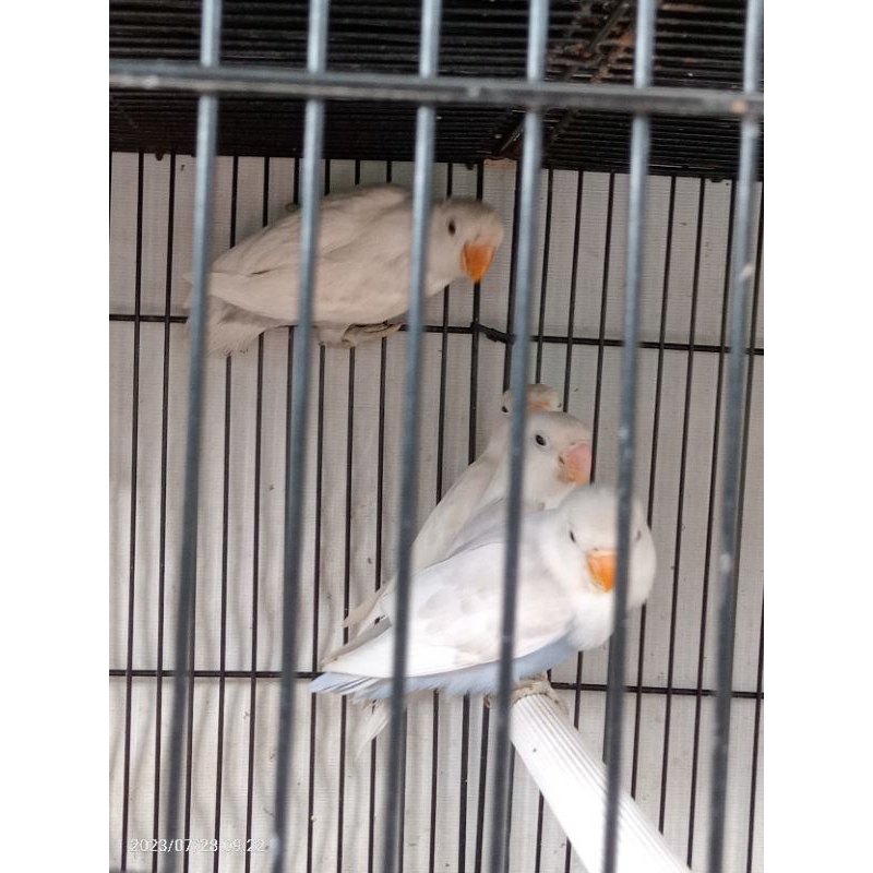 Lovebird Pastel Putih Mulus