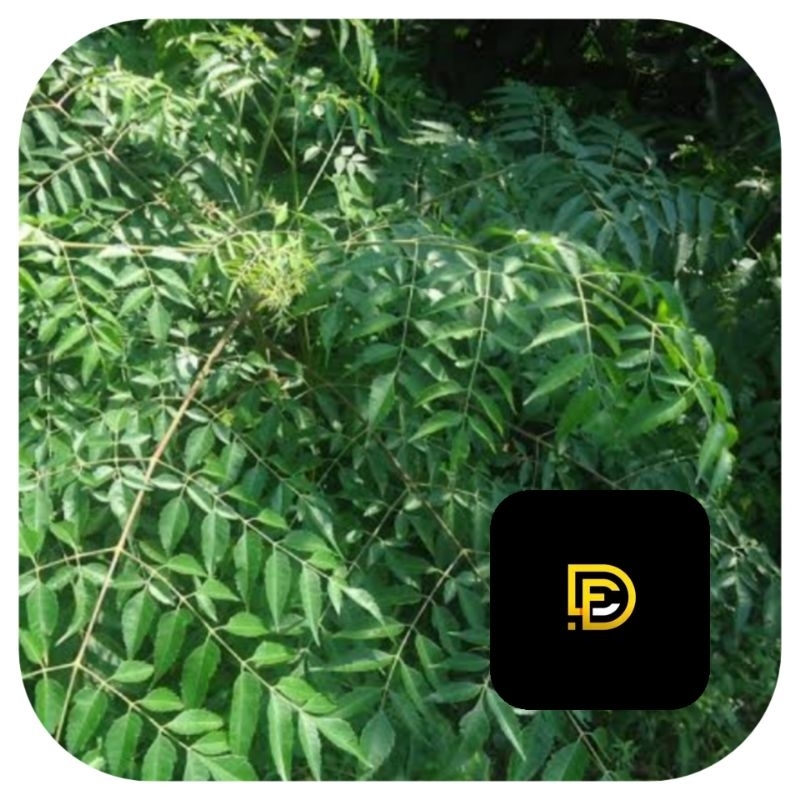 

Daun mindi segar 1 kg petik langsung-az