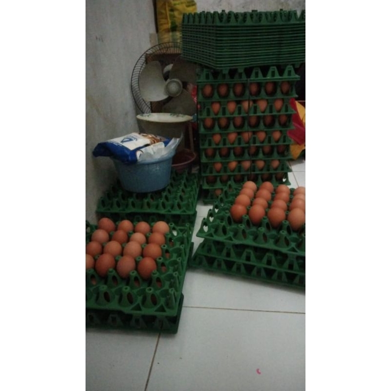 

telur ayam omega