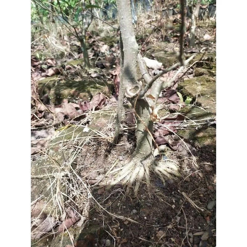 anting putri tinggi 1meter