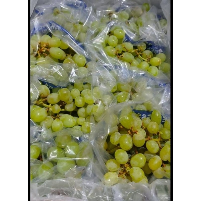 

Anggur Hijau Thomson Tanpa Biji (Seedless)
