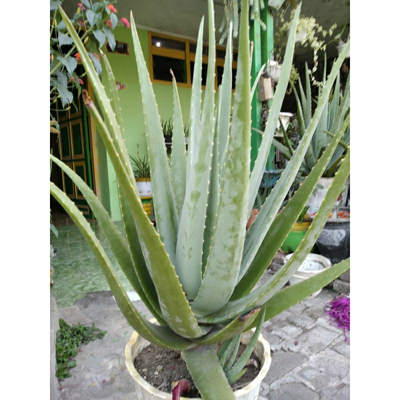 bibit lidah buaya jumbo, pontianak