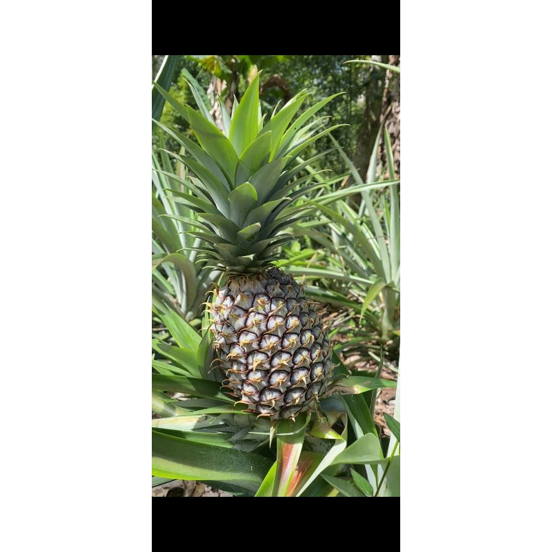 

NANAS MUDA PELANCAR HAID , HERBAL