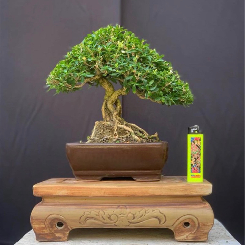 Bonsai serissa micro real foto siap pajang bonsai serbin bonsai seribu bintang