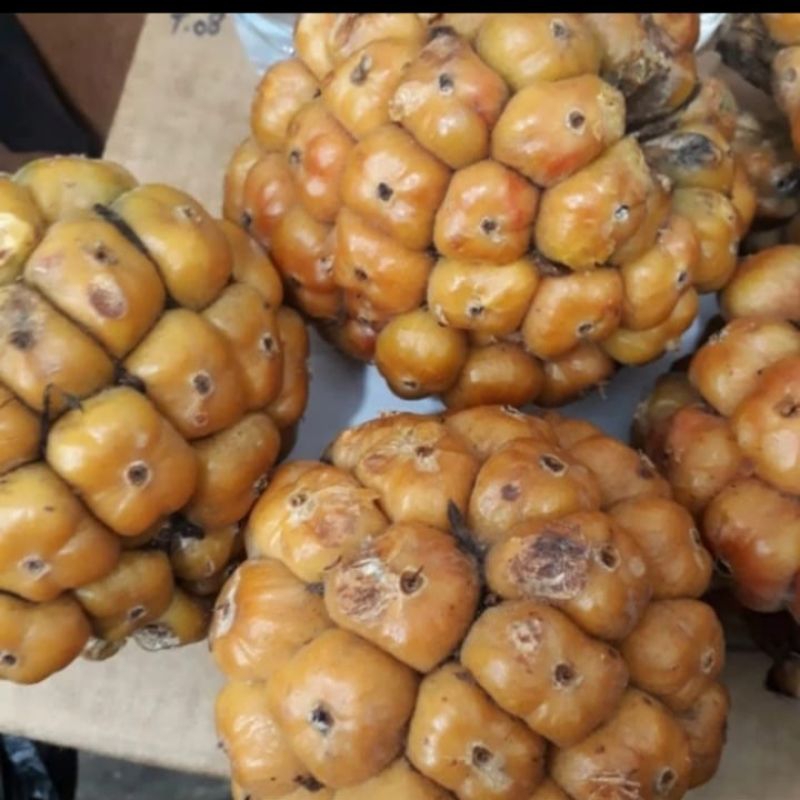 

CIKALA,Asam Segar dari Buah Kecomberang 500 gr