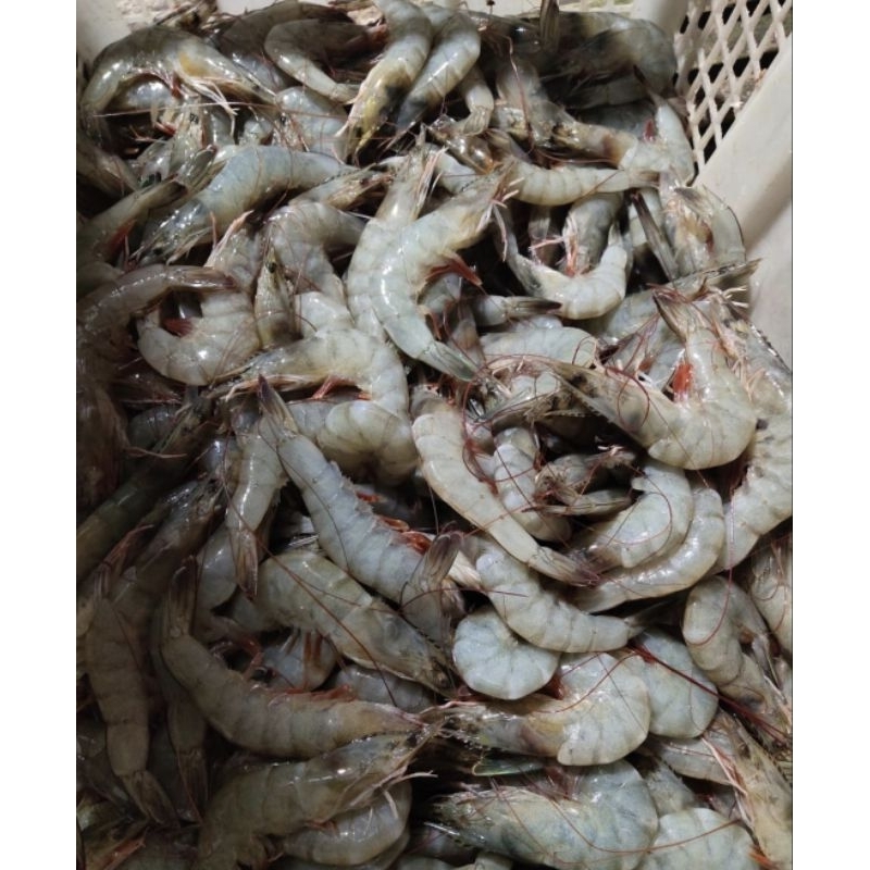 

Udang Vaname Size 50 fresh