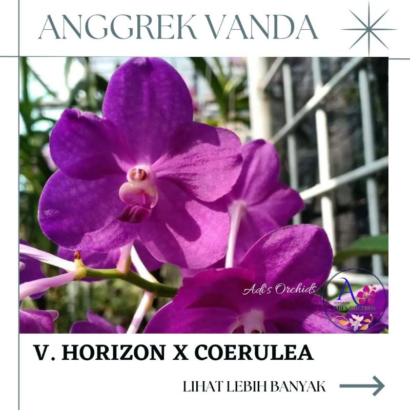 Anggrek Vanda Horizon x Coerulea