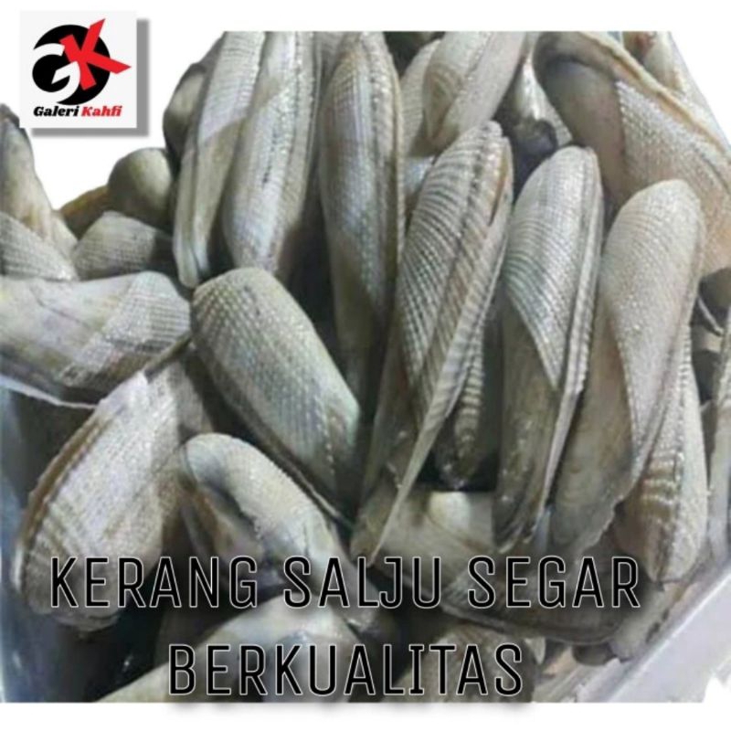 

KERANG SALJU FRESH Berkualitas GRADE A - 1Kg / ANEKA SEAFOOD SEGAR / KERANG LAUT SEGAR / ANEKA IKAN LAUT SEGAR