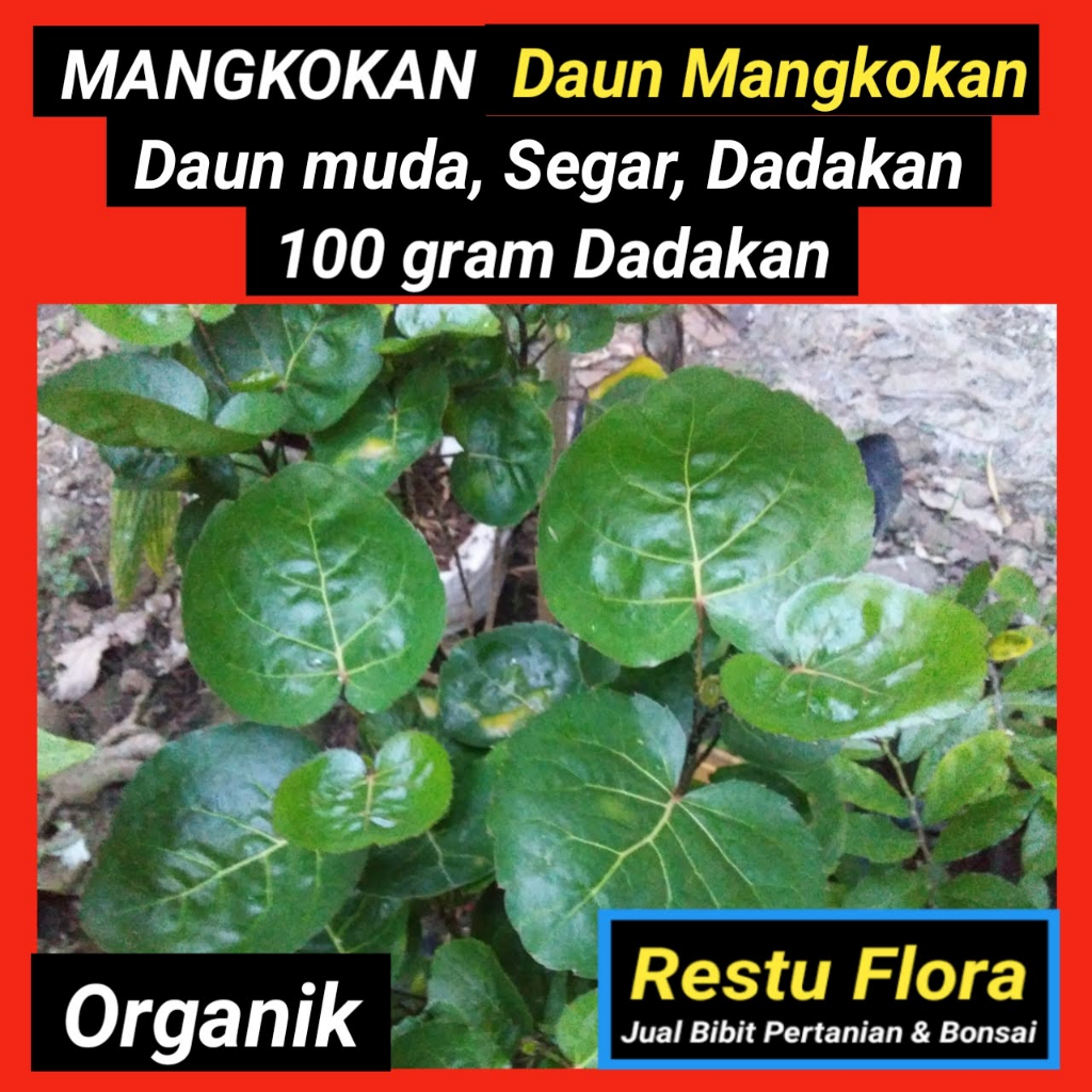 

Daun Muda Mangkokan Segar Organik 100gram