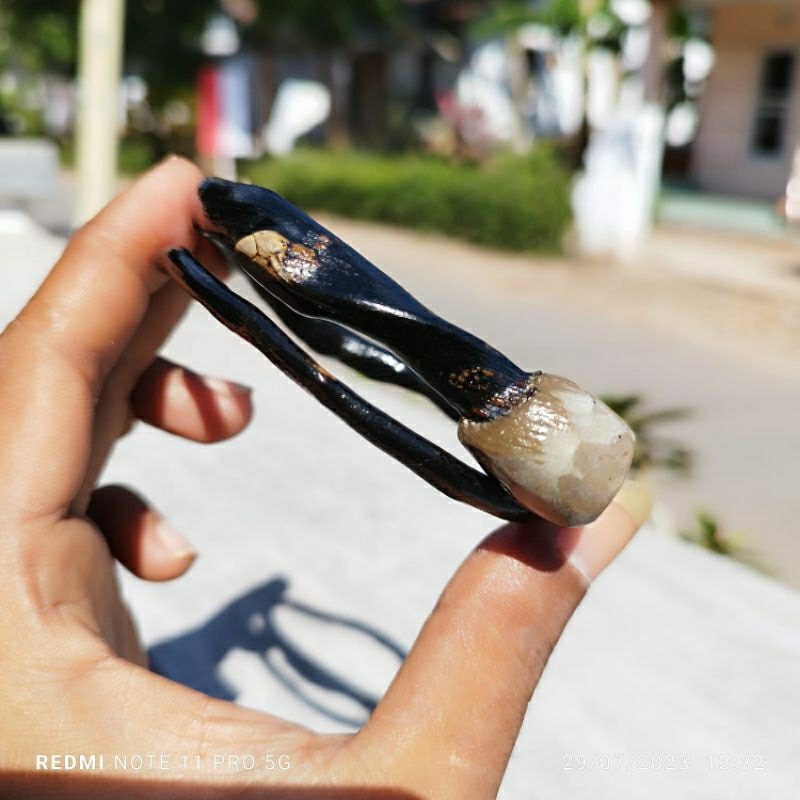 Gelang Akar Bahar/Gelang Akar Bahar bonggol/bongol/bahar bongol