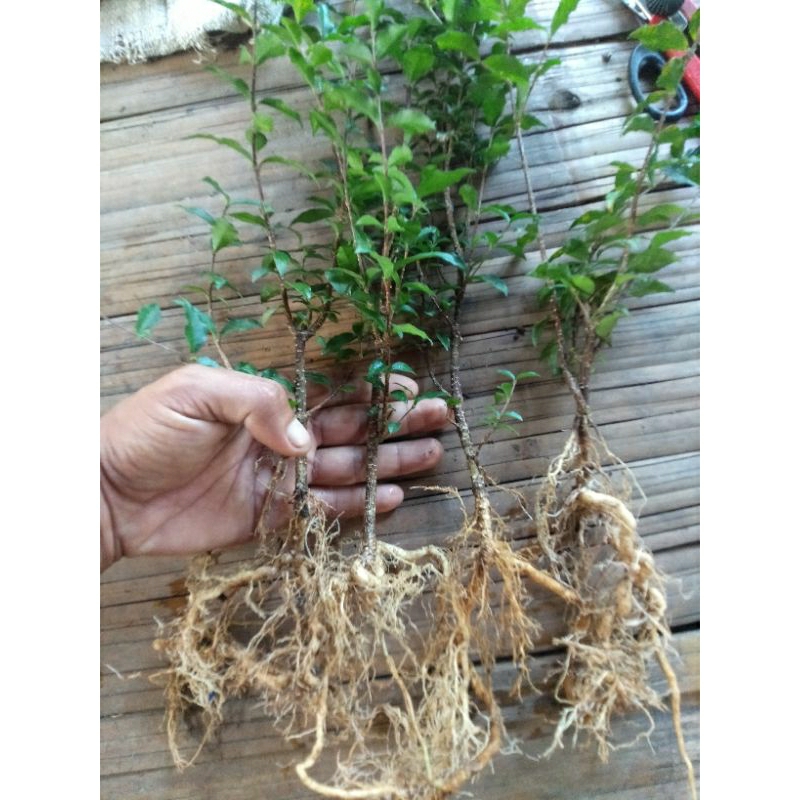 bahan bonsai sakura mikro