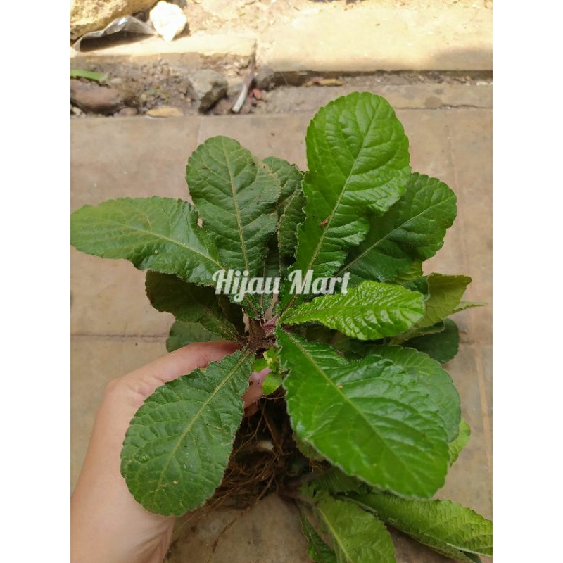 

daun tapak liman 250gram