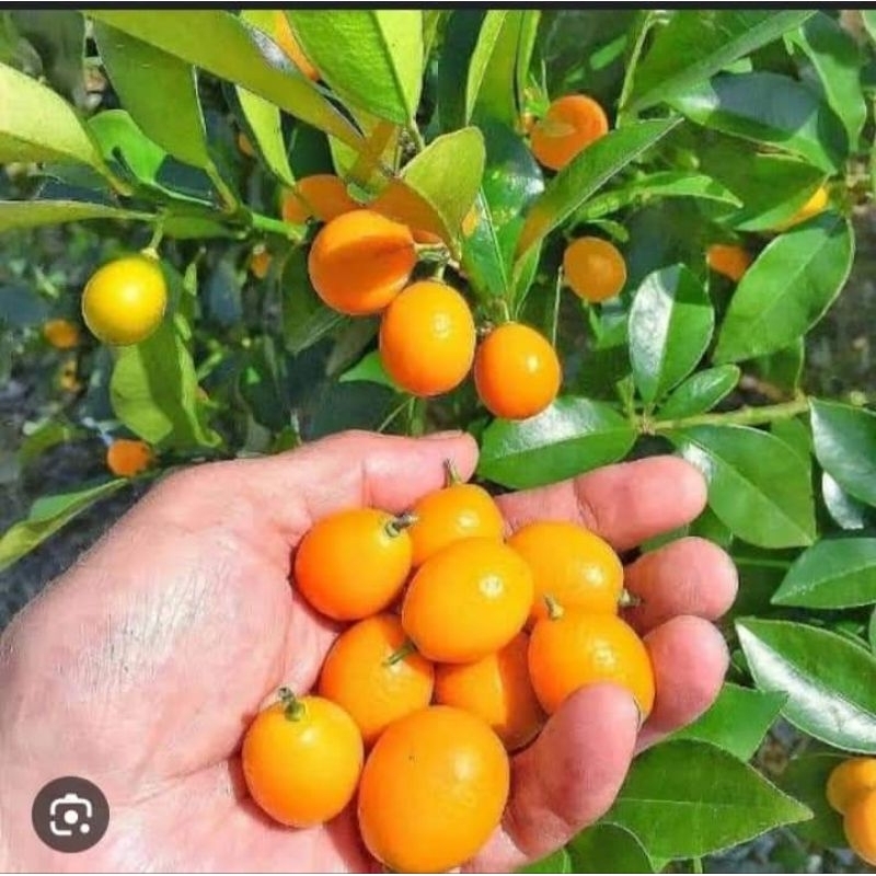 jeruk nagami berbuah