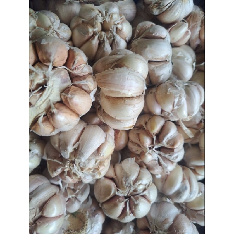 

Bawang Putih Jumbo Super 500gr