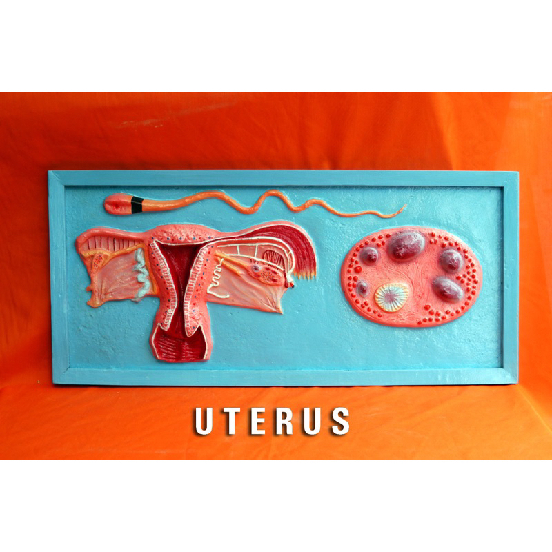 

Penampang uterus alat peraga pendidikan model penampang uterus