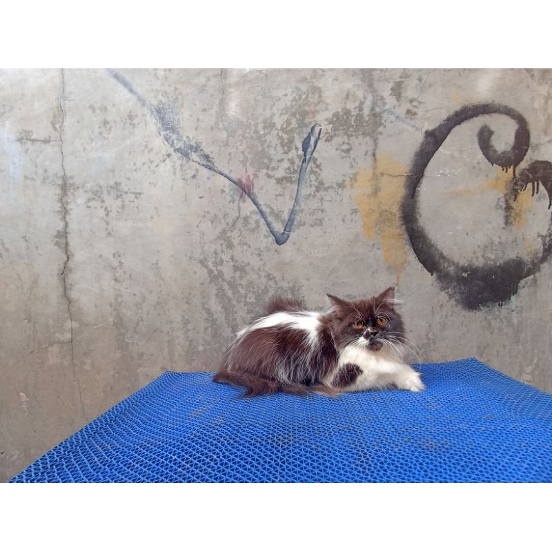 Kucing kitten lucu gemoy persia medium jantan