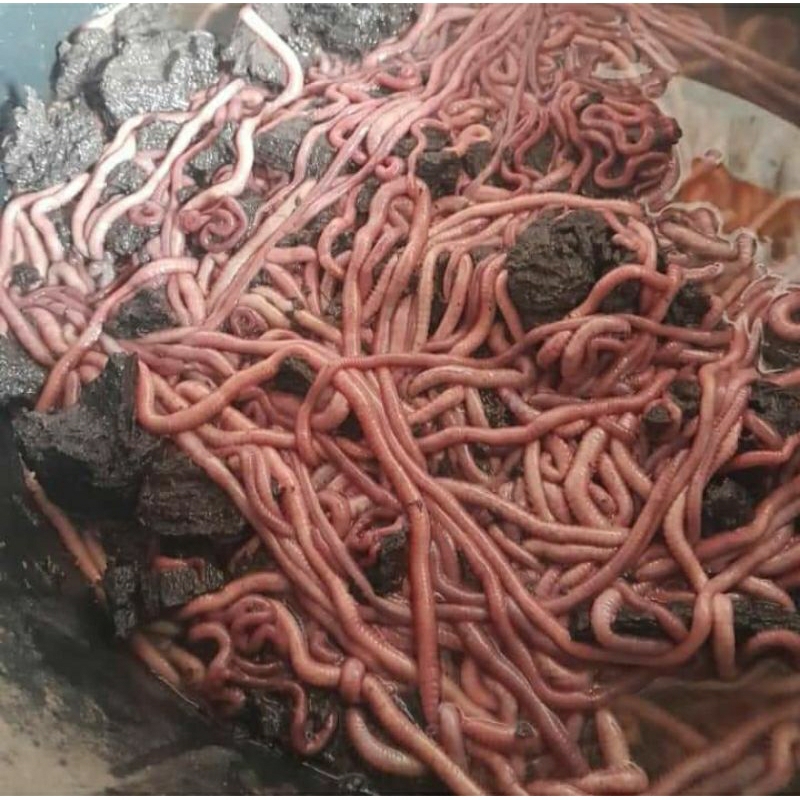 ISI 2 SPESIAL UMPAN PANCING  CACING NIPAH- UDANG GALAH
