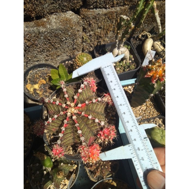 Gymno Starfire Indukan