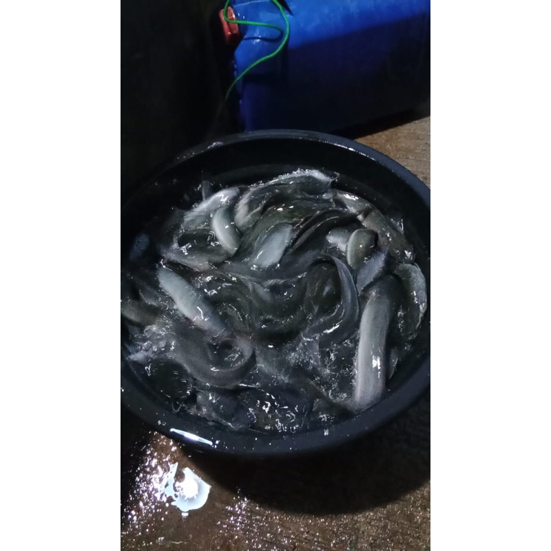 

lele segar ukuran standar