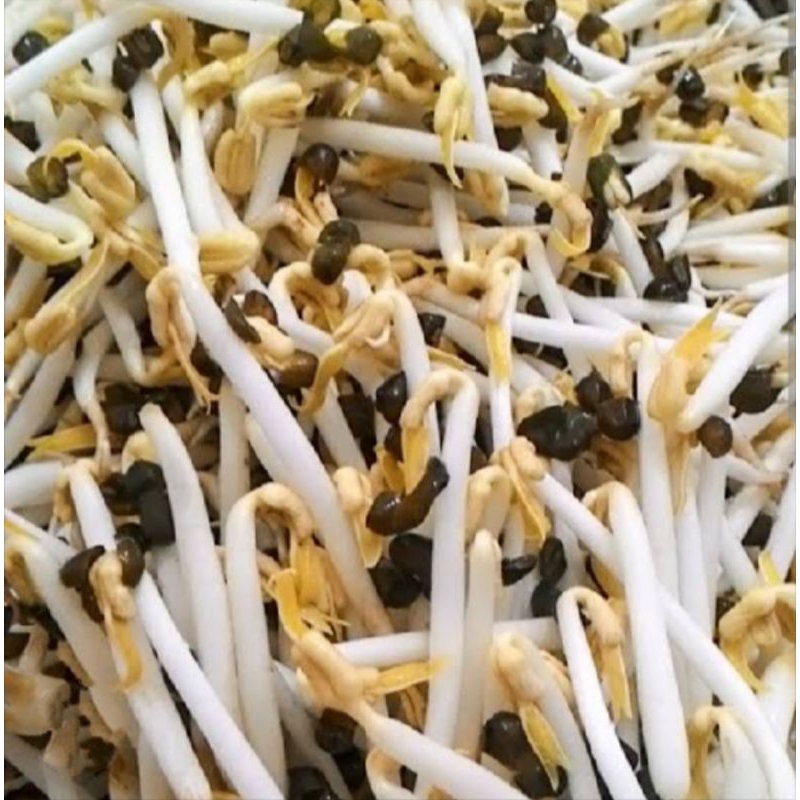 

toge kecambah besar black soybean 250 gr