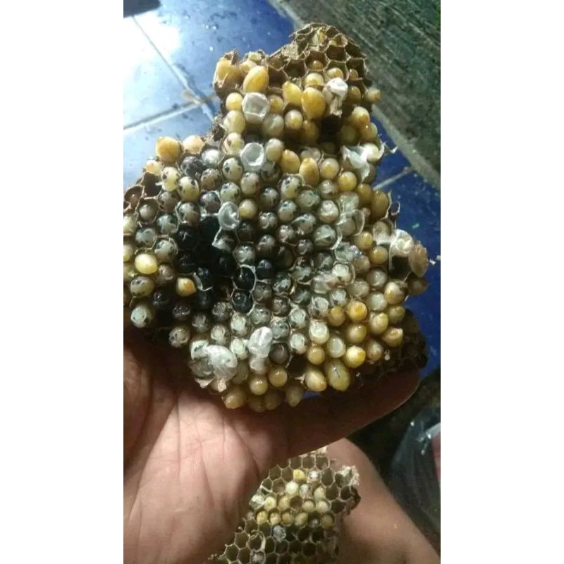 larva tawon ( Isi 50 ekor ) umpan brusuttt harian bawal, harian lele, galatama bawal, galatama lele