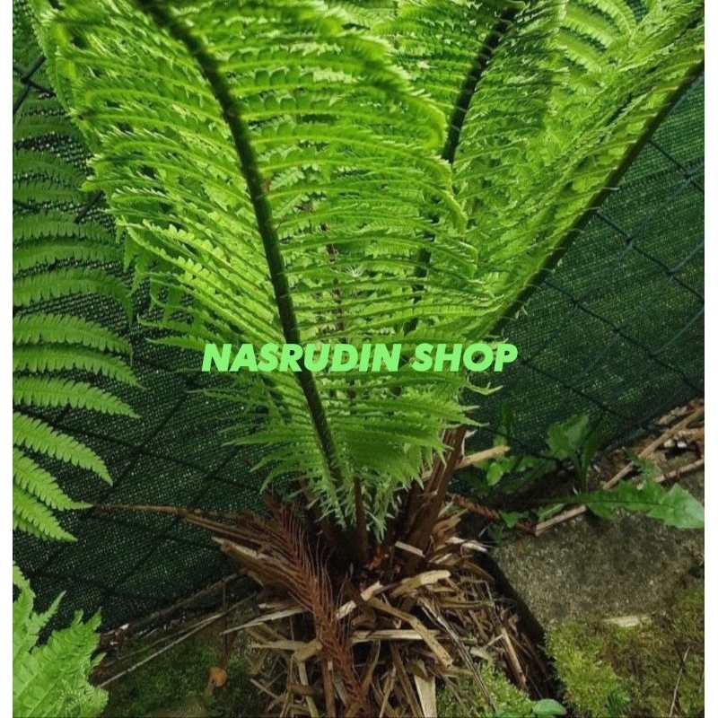 

[Fresh] BIBIT BONGGOL PAKIS BURUNG UNTA / Matteuccia struthiopteris / TANAMAN HIAS