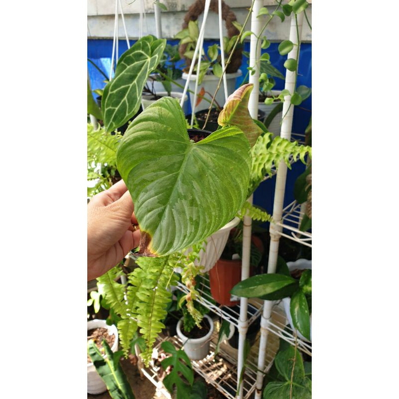 Philodendron Majestic