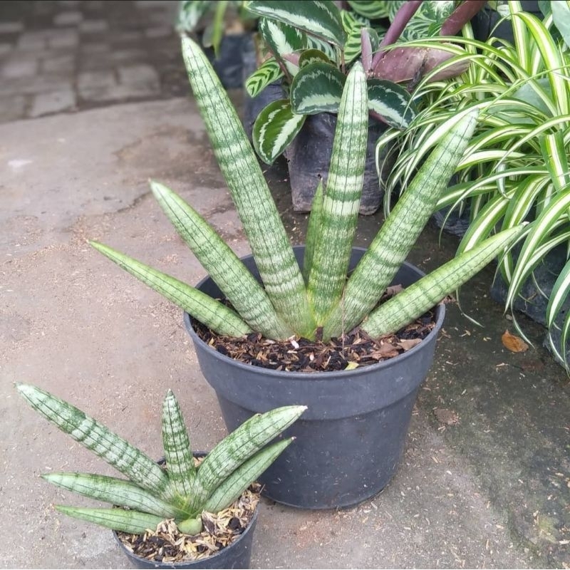 {BISA COD} tanaman hias sansivera boncel tanaman indoor sansivera mini sansivera cylindrika