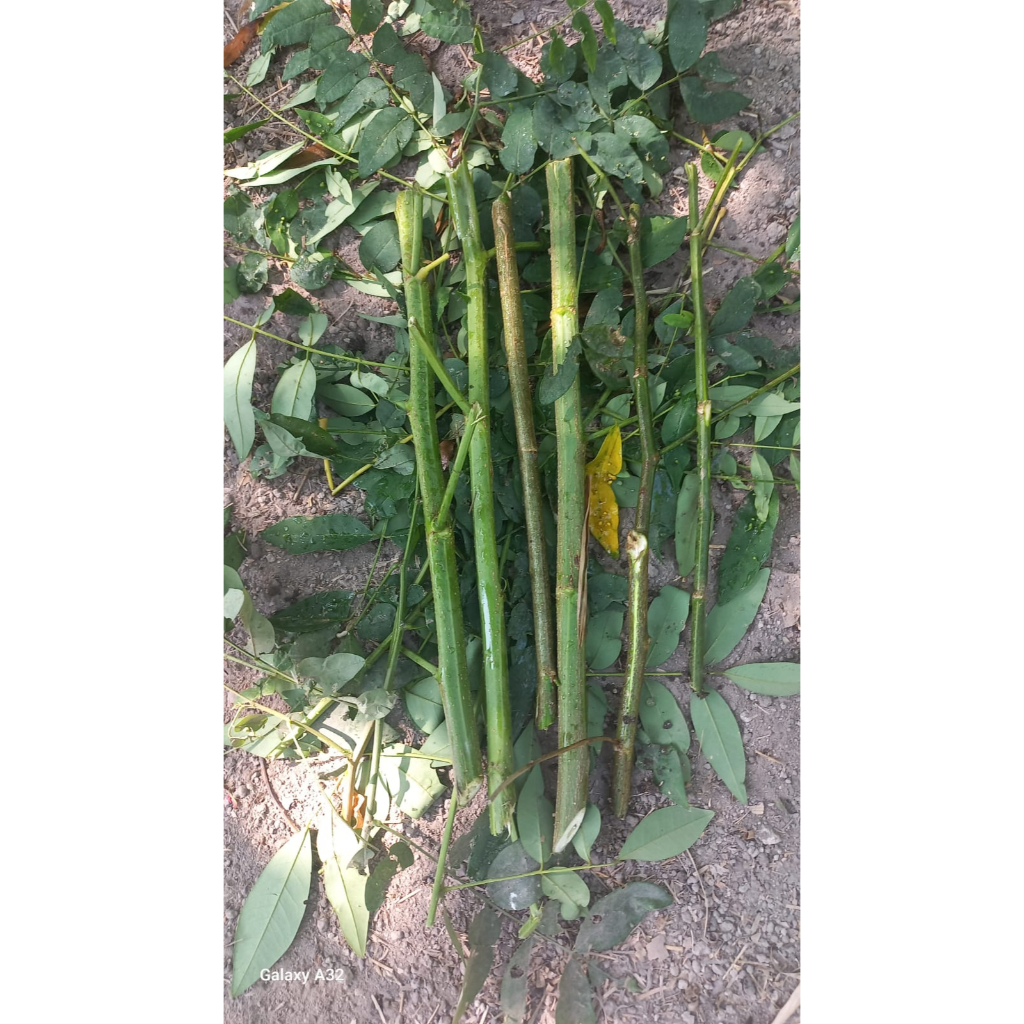 bibit indigofera stek batang 15 biji