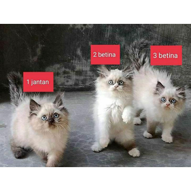Kucing kitten Ragdoll simetris dan Selpoin