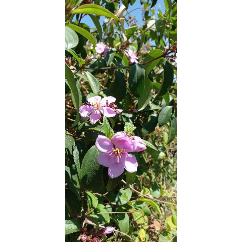 Bunga senggani harendong asli isi 100 pick/bunga senggani/senggani harendong/100