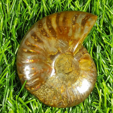 48gr Flashy Rainbow Ammonite Fossil Polished From Madagascar