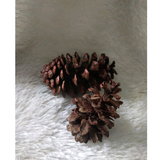 biji pinus kering #bunga kering#hiasan mahar kering#hiasan mahar rustic