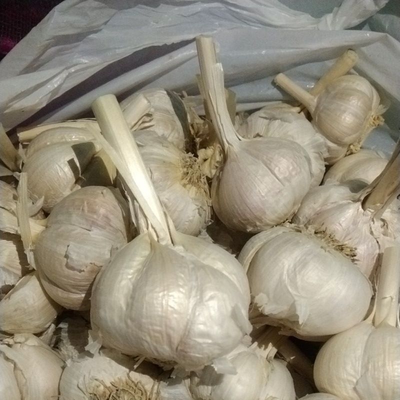 

BAWANG PUTIH KATENG bersihan.