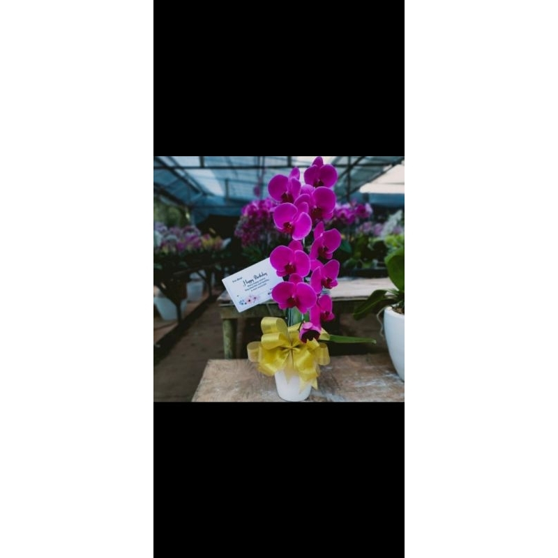 anggrek bulan bunga ungu