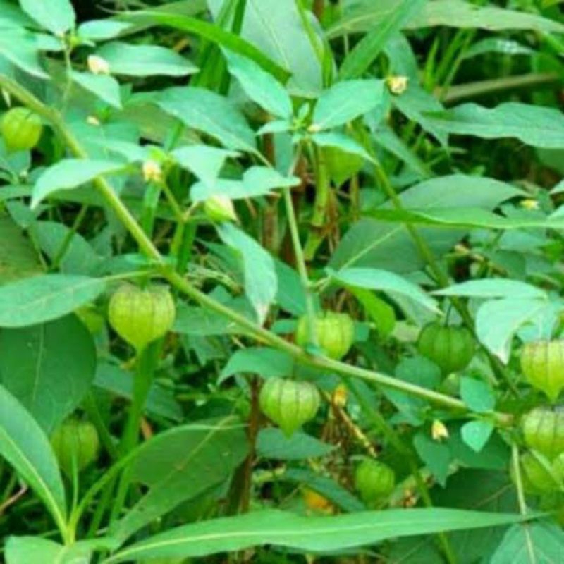 

Daun ciplukan obat herbal