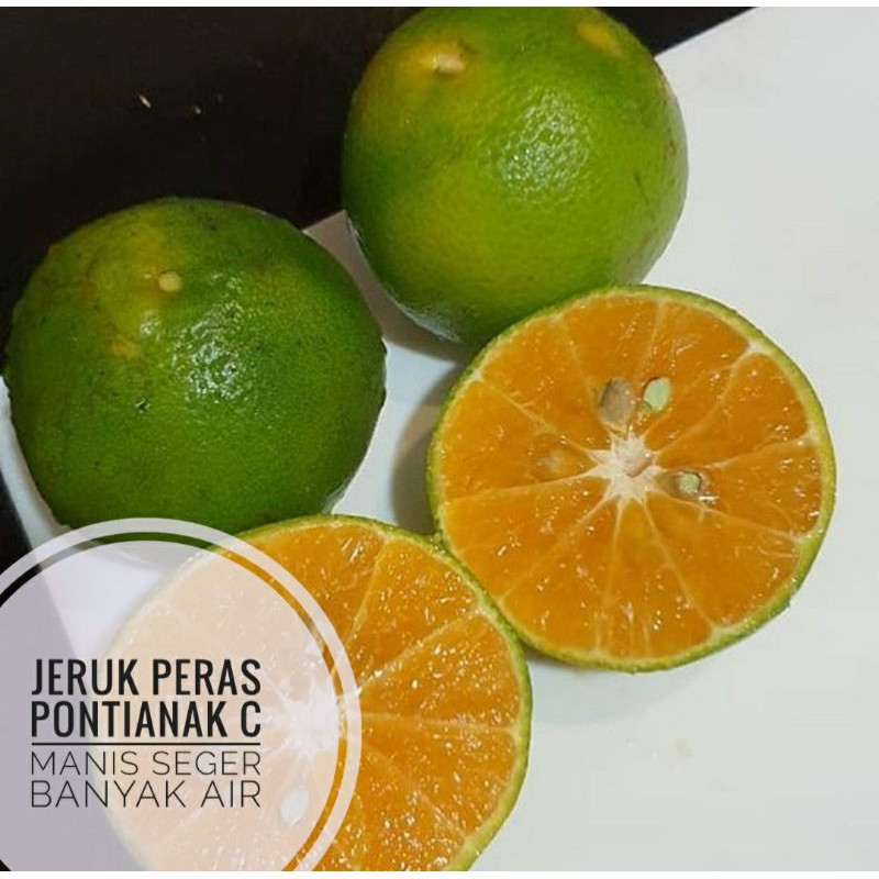 

QUEEN BUAH - Buah jeruk peras pontianak 1kg harga grosir