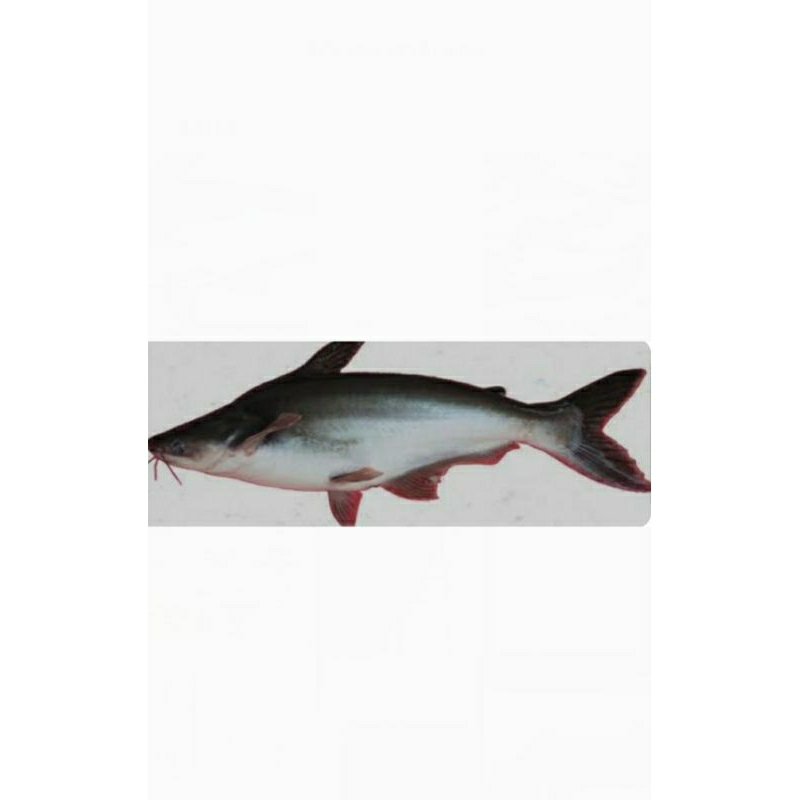 

Ikan Patin 1kg