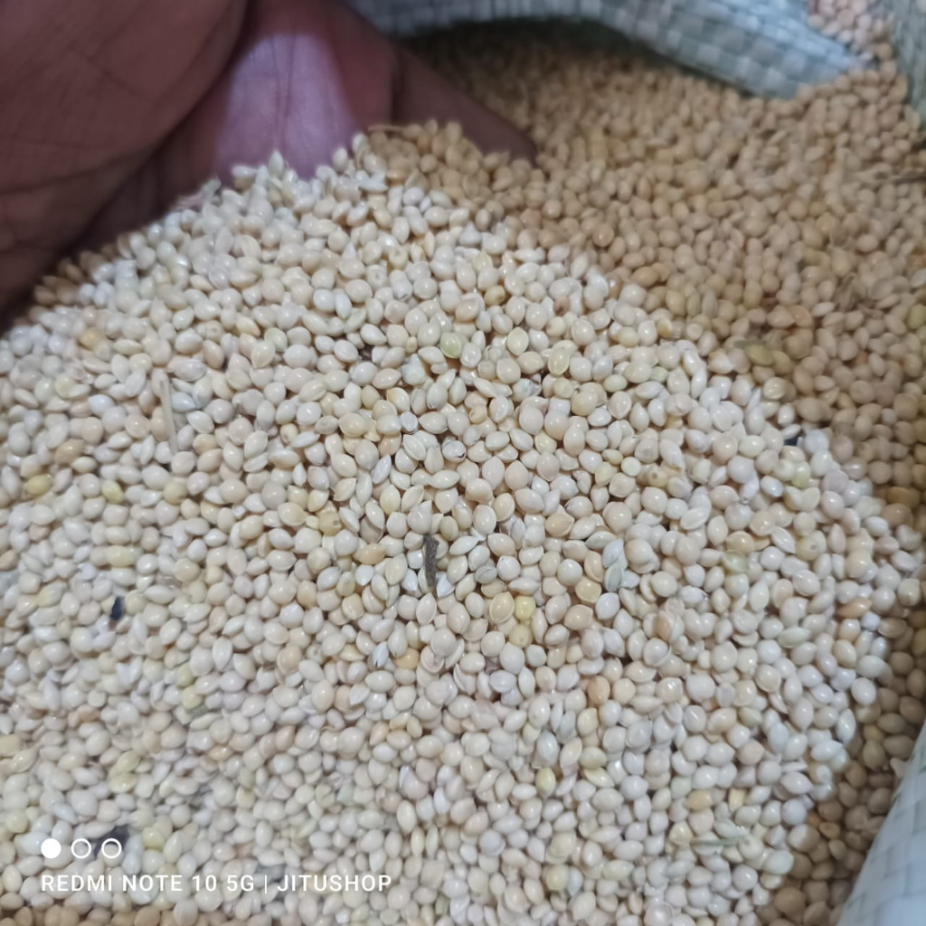 BIJI MILET PUTIH CREAM KUNING 1KG UNTUK PAKAN BURUNG