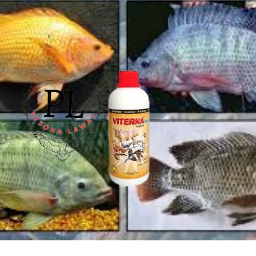 vitamin ikan nila/vitamin ikan nila supaya cepat besar/vitamin ikan nila cepat besar/vitamin ternak