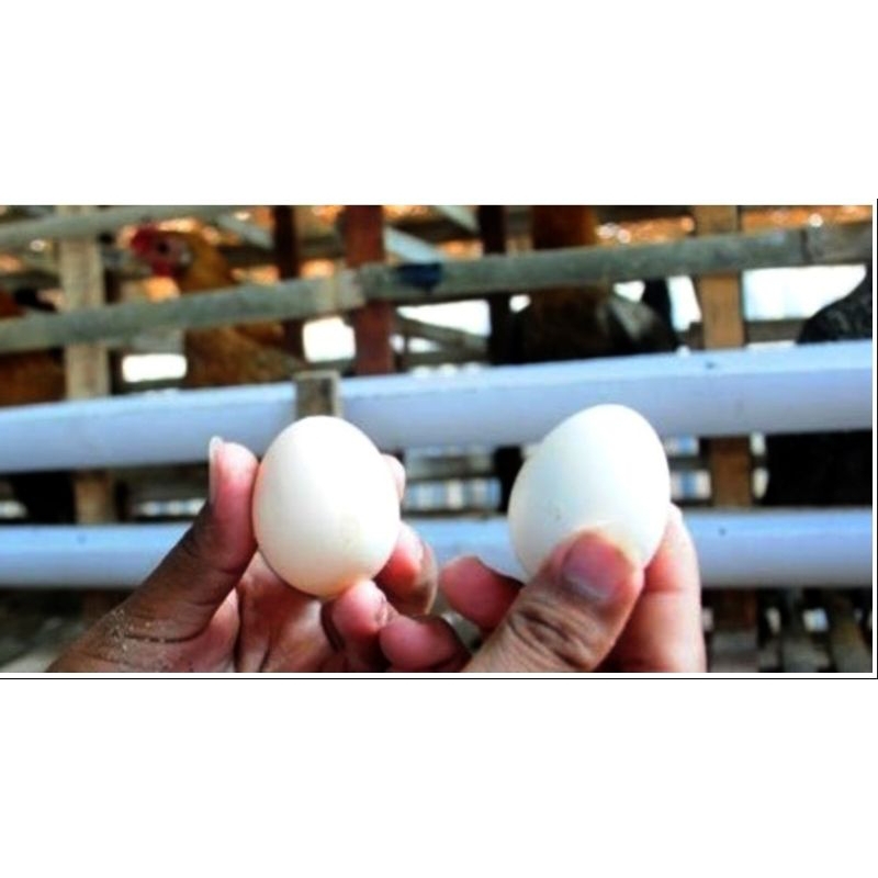 telur ayam kampung fertil /telur ayam kampung asli