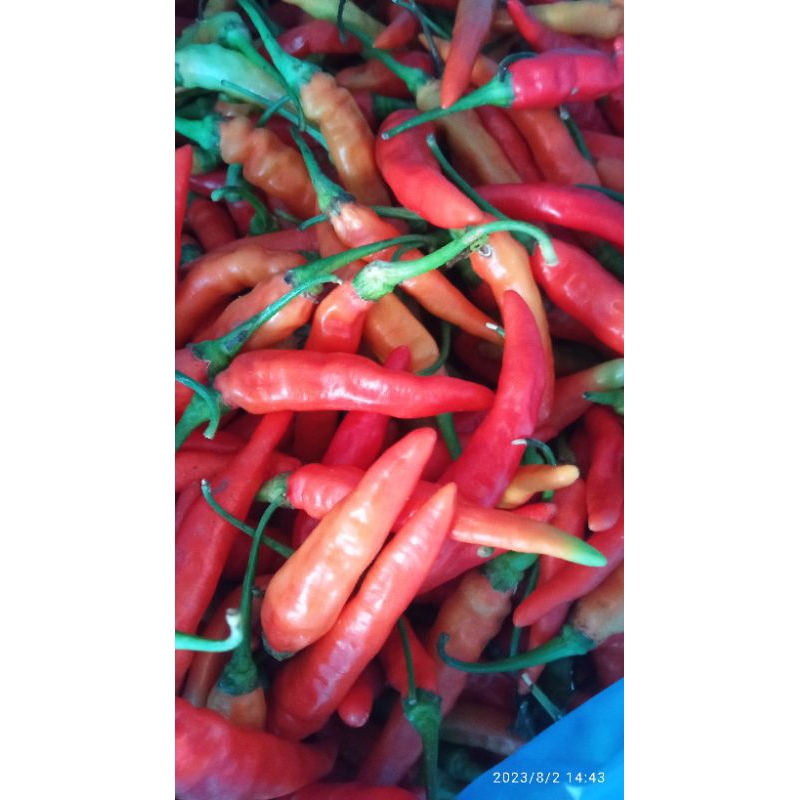 

cabe rawit pedas