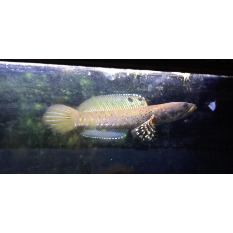 hiasan akuarium Channa Pulchra 7cm