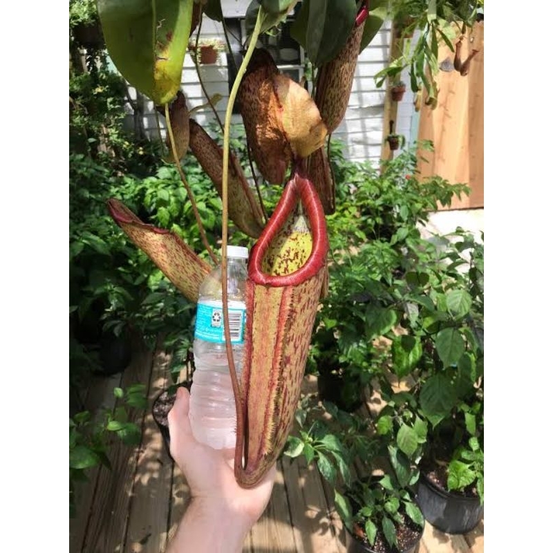 Kantong Semar Nepenthes Miranda (Tanaman Karnivora/Tavor)