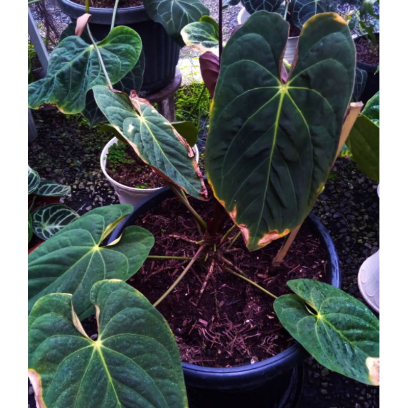 anthurium dark phoenix (baby)
