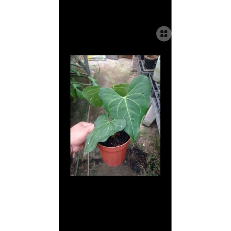 anthurium clarinervium x pteroductyl ( hybrid )